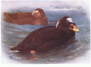 Macreuse à front blanc - Archibald Thorburn